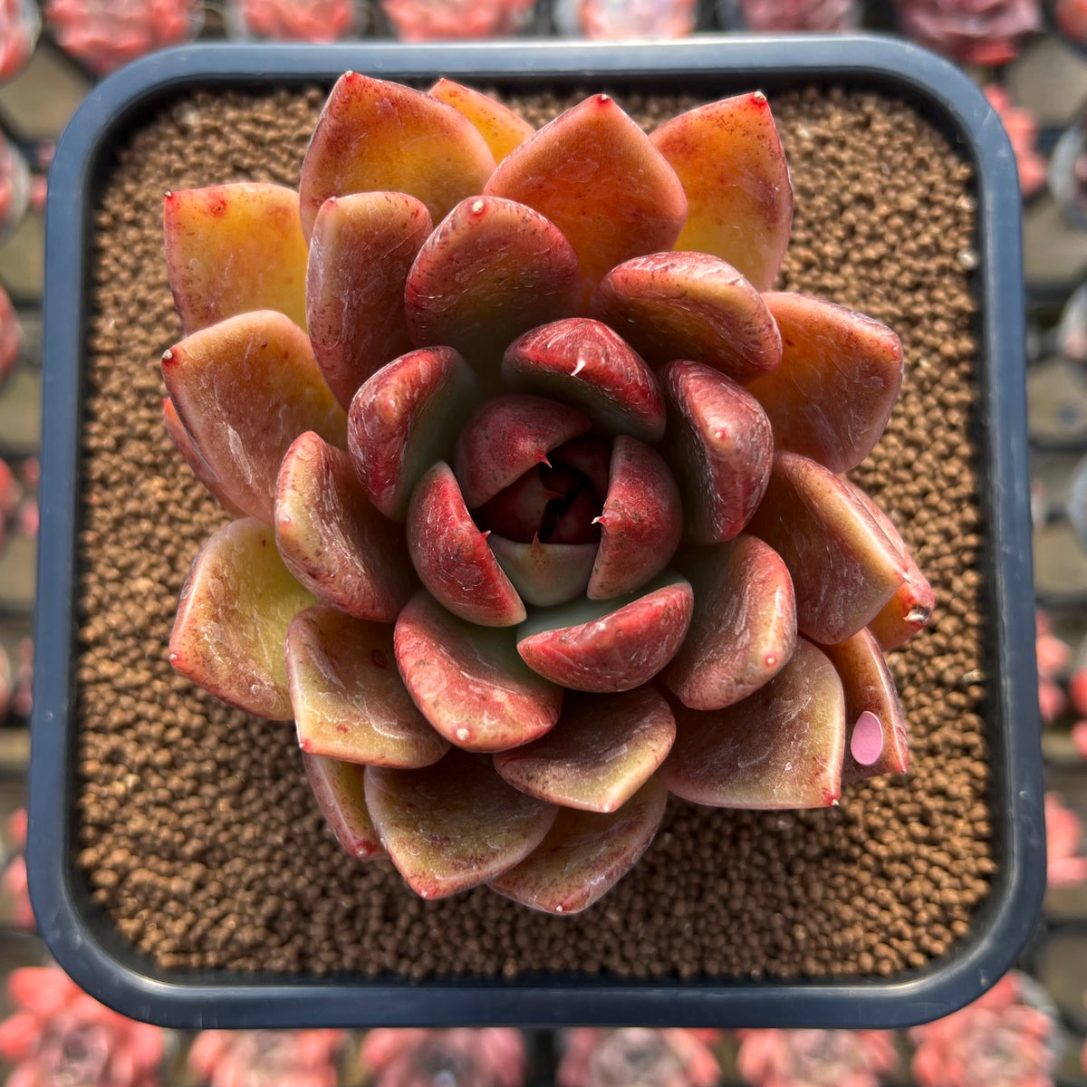 Echeveria 'Purple Ebony' Hybrid x 'Dong-un' Hybrid 3" Flower Village Hybrid Succulent Plant Cutting
