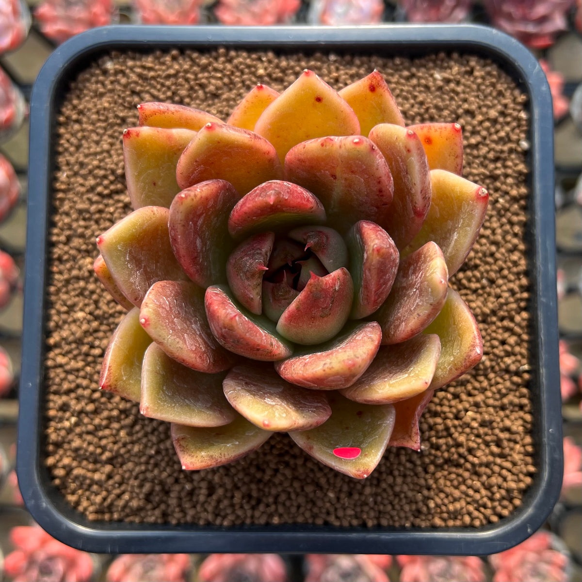 Echeveria 'Purple Ebony' Hybrid x 'Dong-un' Hybrid 3" Flower Village Hybrid Succulent Plant Cutting