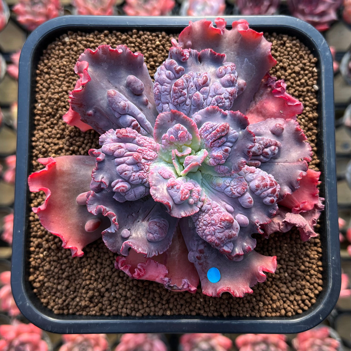 Echeveria 'Speed Bump' 3" Succulent Plant Cutting