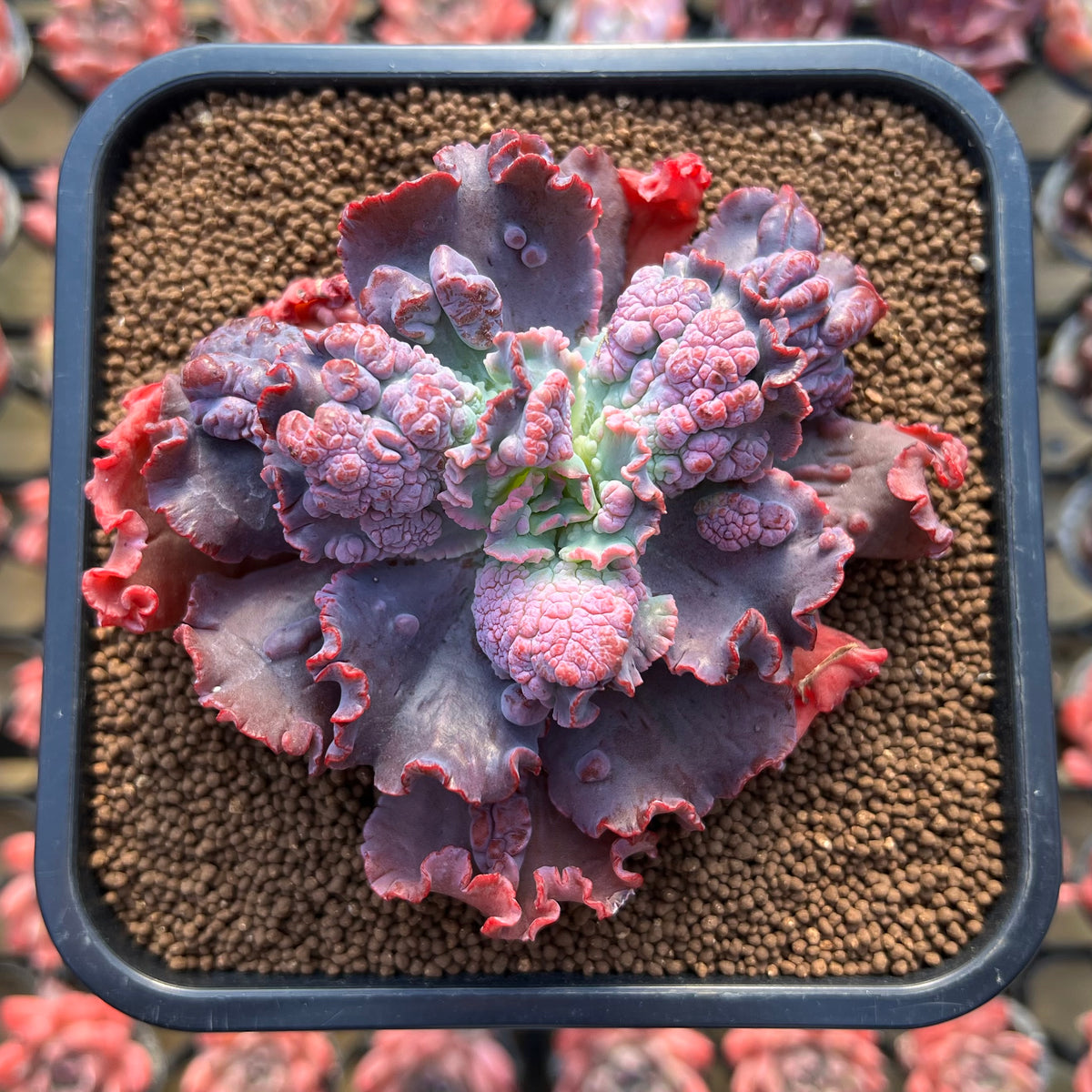 Echeveria 'Speed Bump' 3" Succulent Plant Cutting