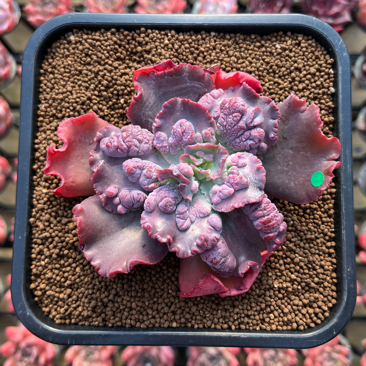 Echeveria 'Speed Bump' 3" Succulent Plant Cutting