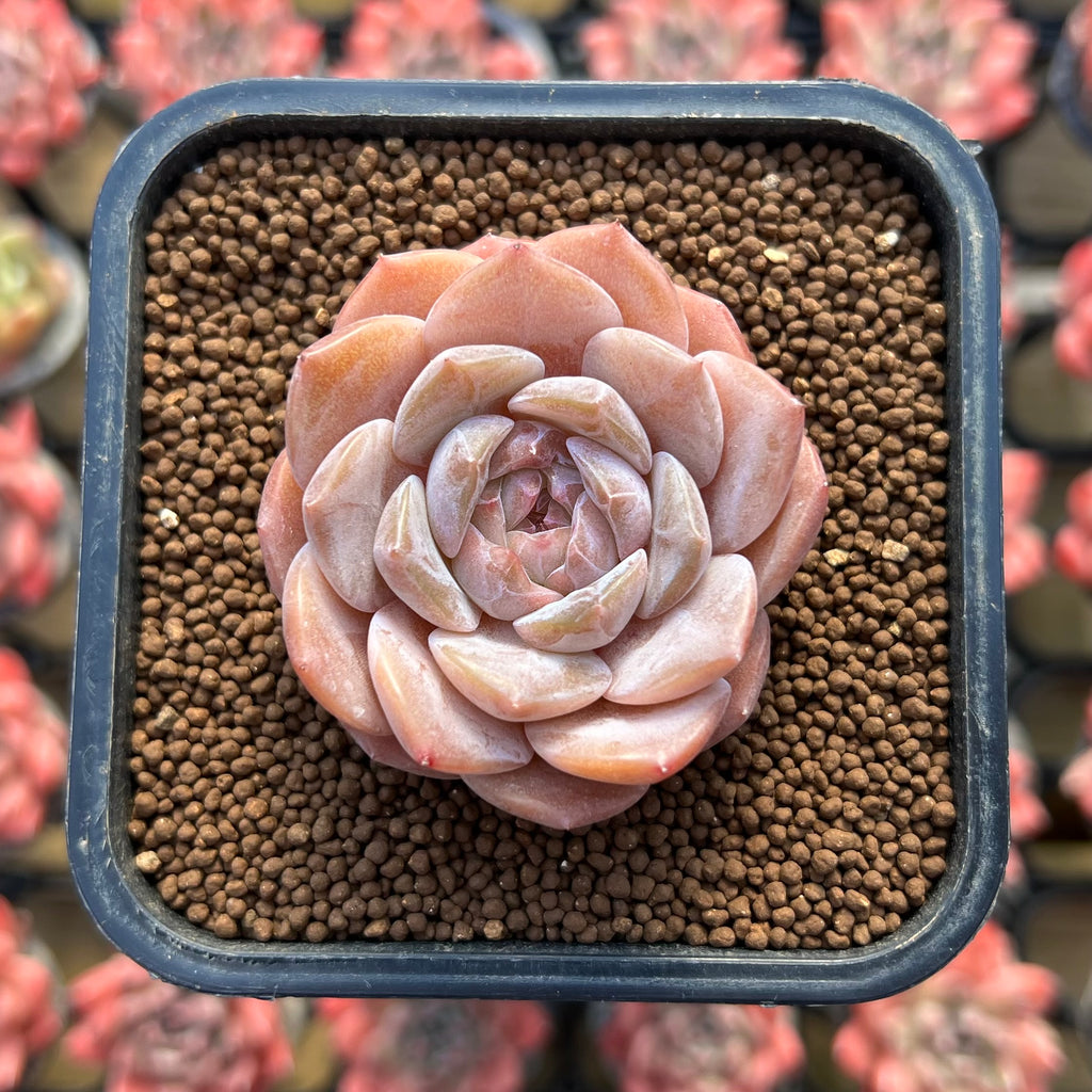 Echeveria 'Ice Orange' 2