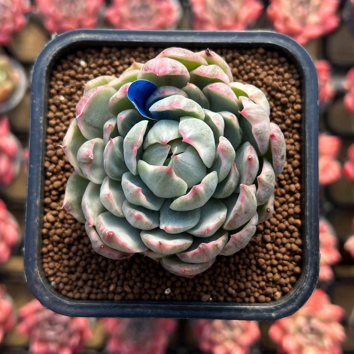 Echeveria Agavoides 'Queen Maria' Variegated 2" Succulent Plant Cutting