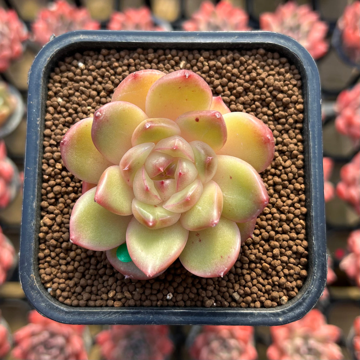 Echeveria 'Vivienne' 1" New Flower Village Original Hybrid Succulent Plant Cutting