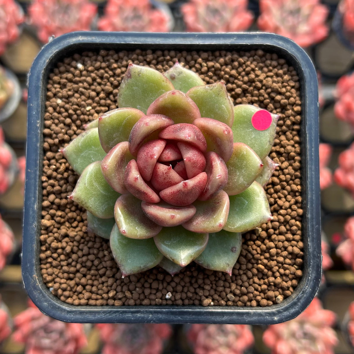 Echeveria 'Dong-un' Hybrid x 'Black Queen' Hybrid Type A 2" Flower Village Hybrid Succulent Plant Cutting
