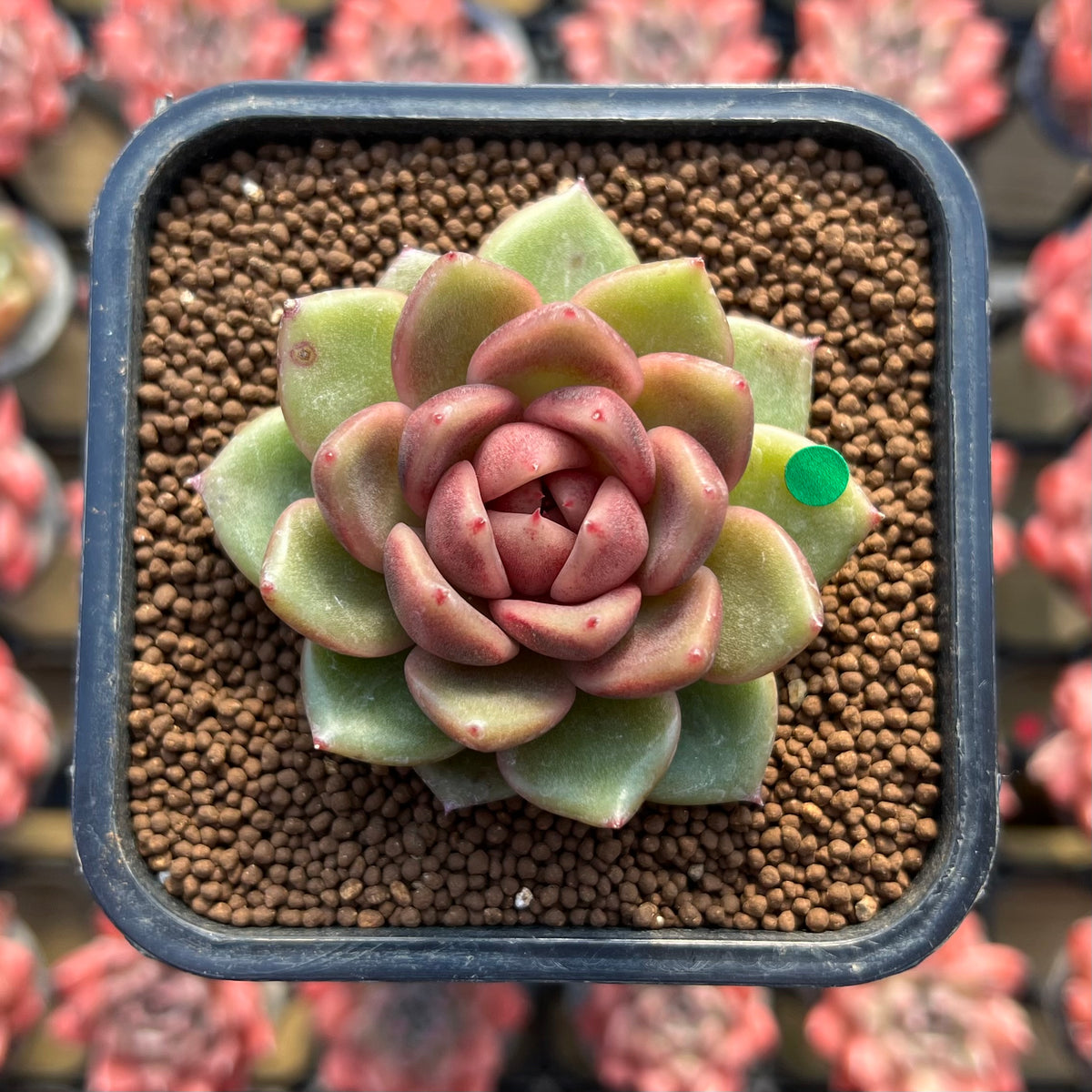 Echeveria 'Dong-un' Hybrid x 'Black Queen' Hybrid Type A 2" Flower Village Hybrid Succulent Plant Cutting