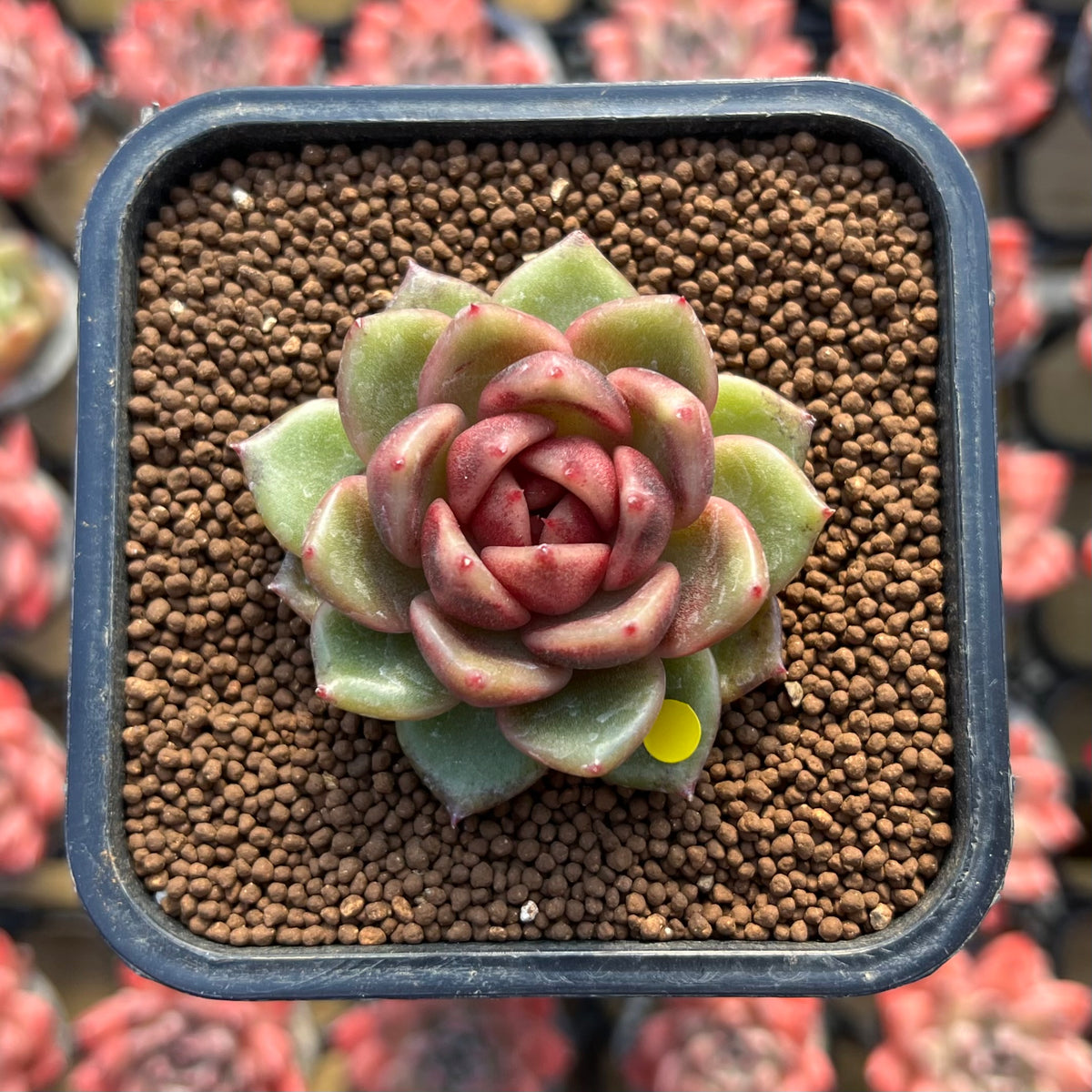 Echeveria 'Dong-un' Hybrid x 'Black Queen' Hybrid Type A 2" Flower Village Hybrid Succulent Plant Cutting