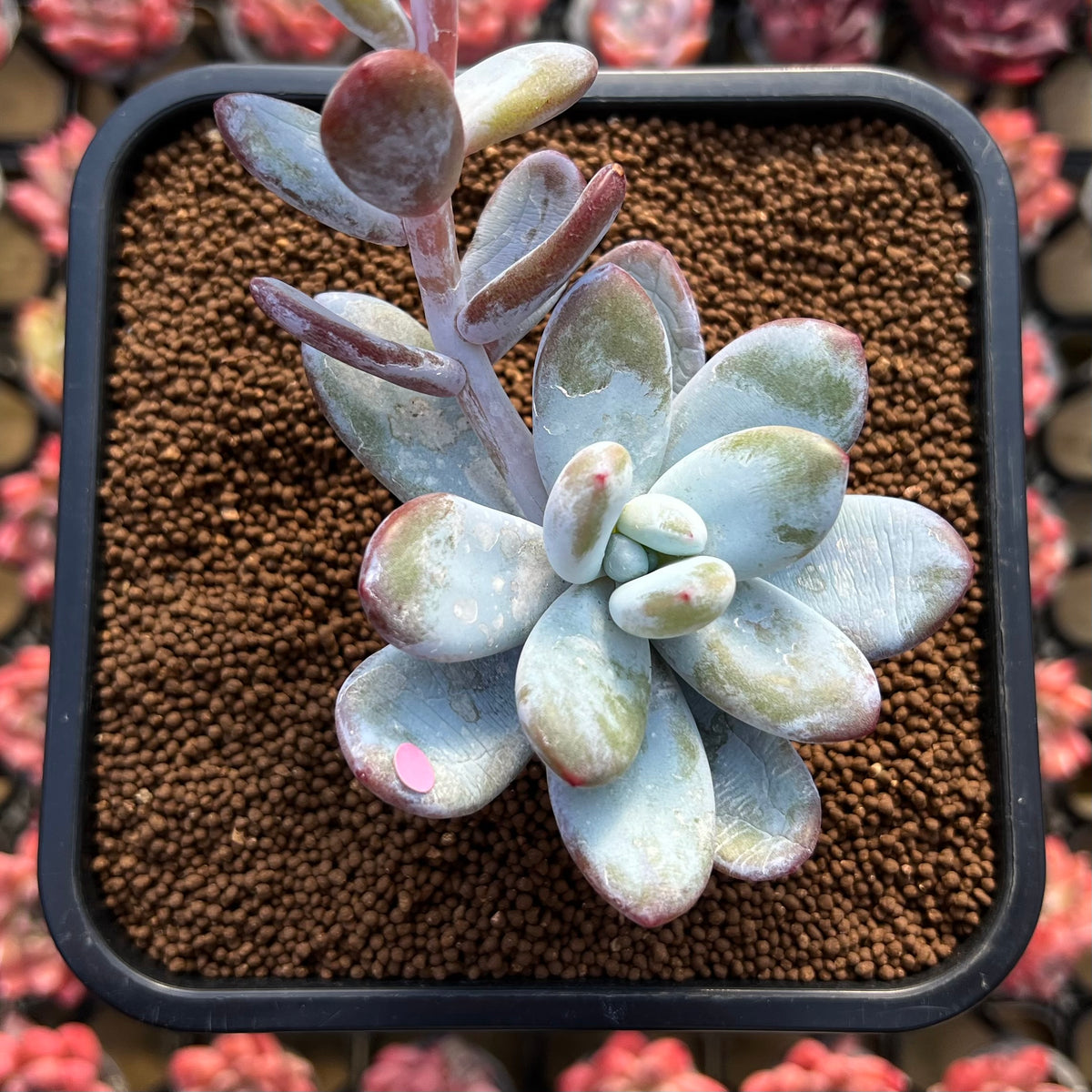 Jeronimoa Cuicatecana 2"-3" Succulent Plant Cutting