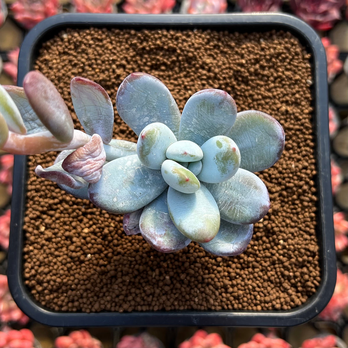 Jeronimoa Cuicatecana 2"-3" Succulent Plant Cutting