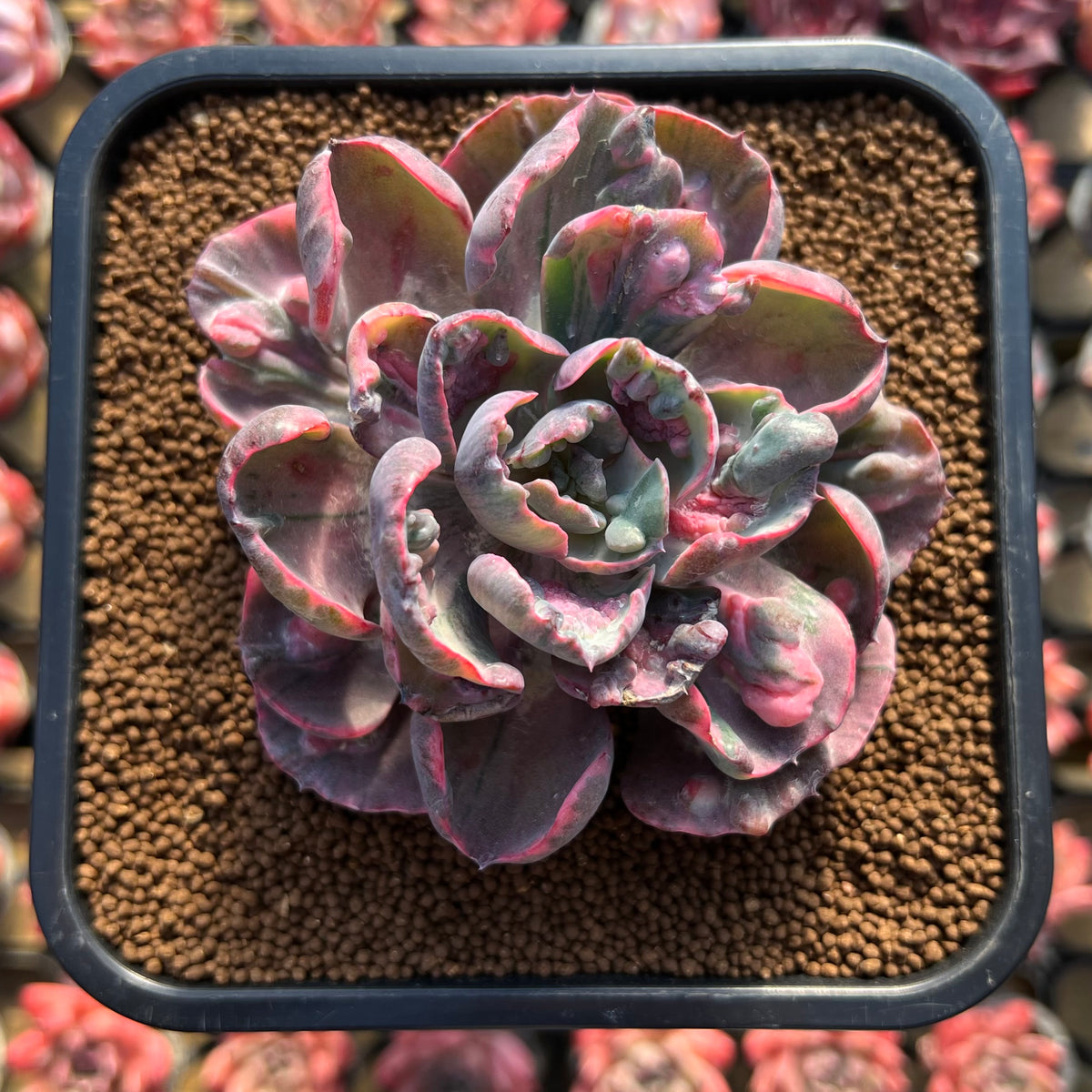Echeveria 'Beyonce' Variegated 3" Succulent Plant Cutting