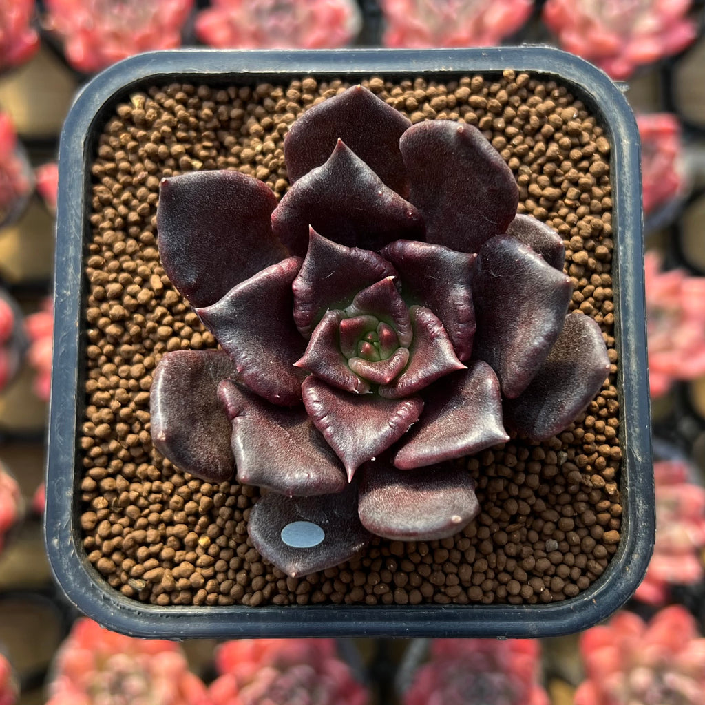 succulent latin name Echeveria 'Super Bowl' 2" Succulent Plant
