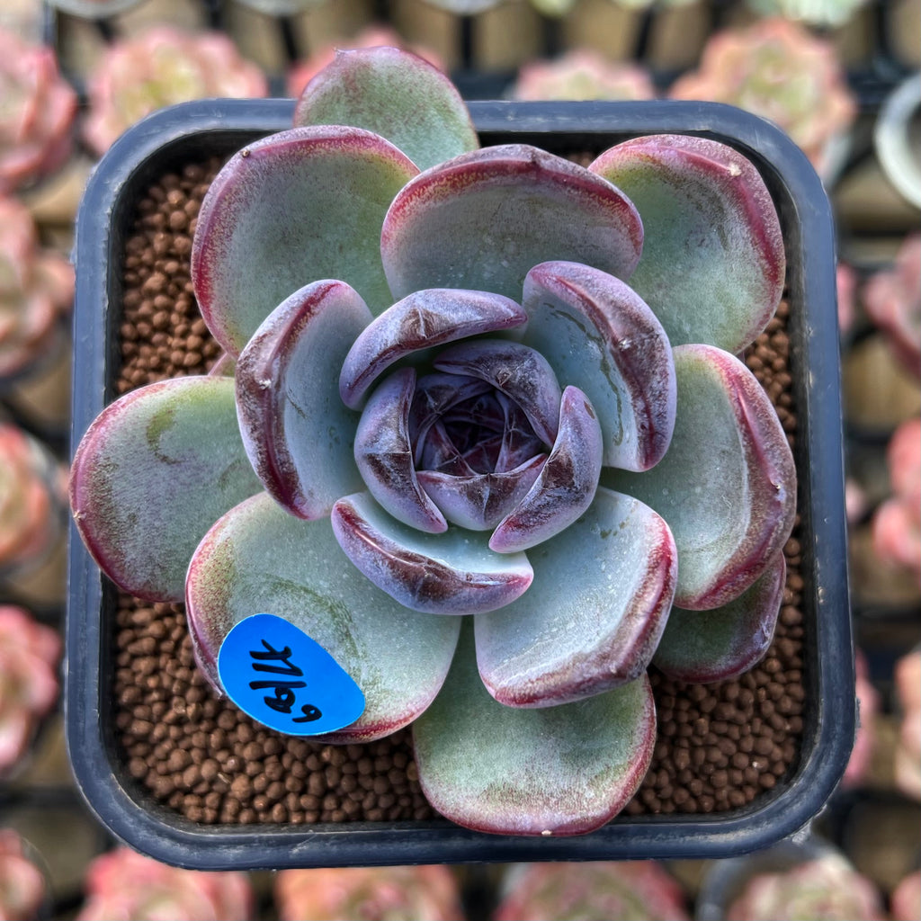 Echeveria 'Dark Opal' 2