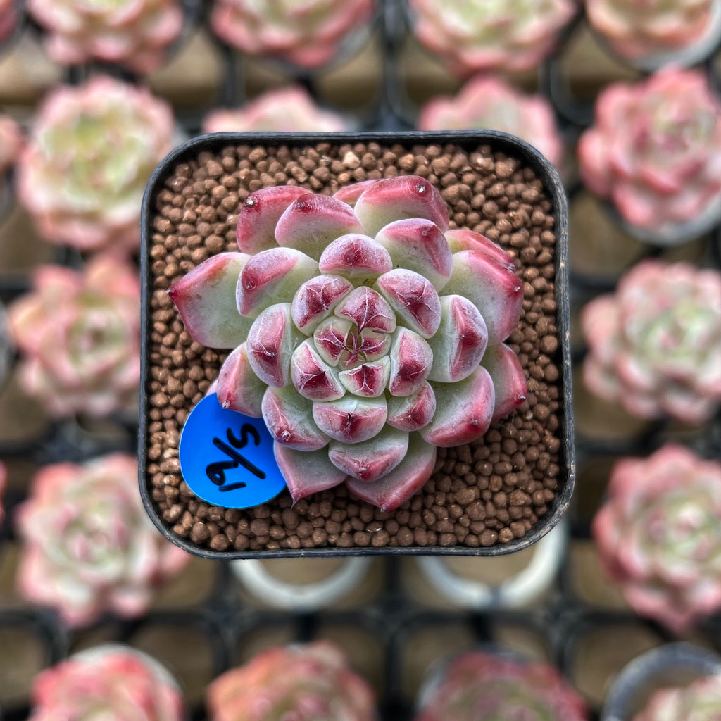 cherry blossom succulent Echeveria 'Cherry Blossom' 1" Type B Succulent Plant Cutting – True Succulents  Plant Co