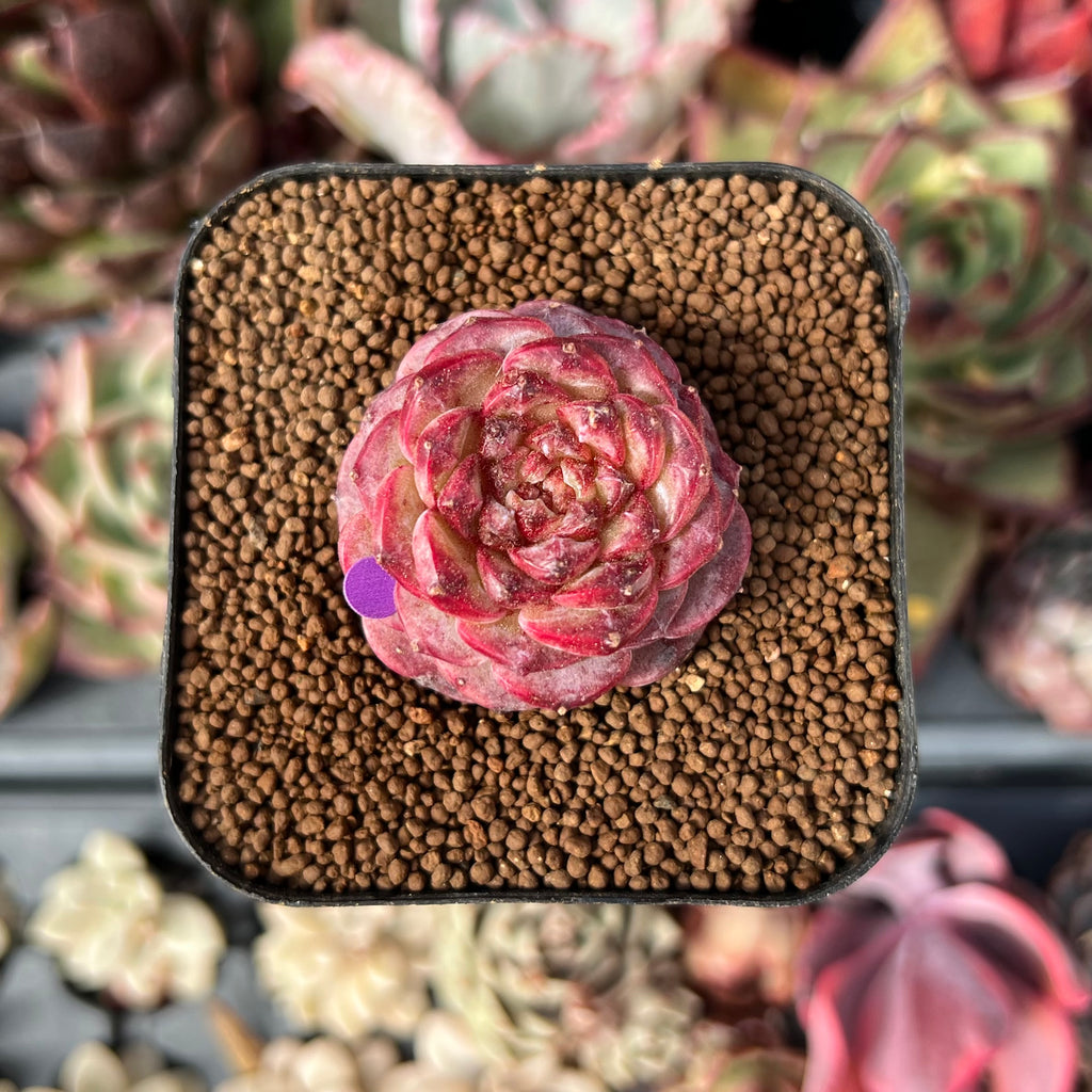 red velvet succulent plant Echeveria 'Red Velvet' Unique Form 1" Succulent Plant – True Succulents Plant Co