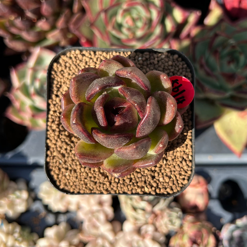 echesuccplant60_1024x.jpg?v=