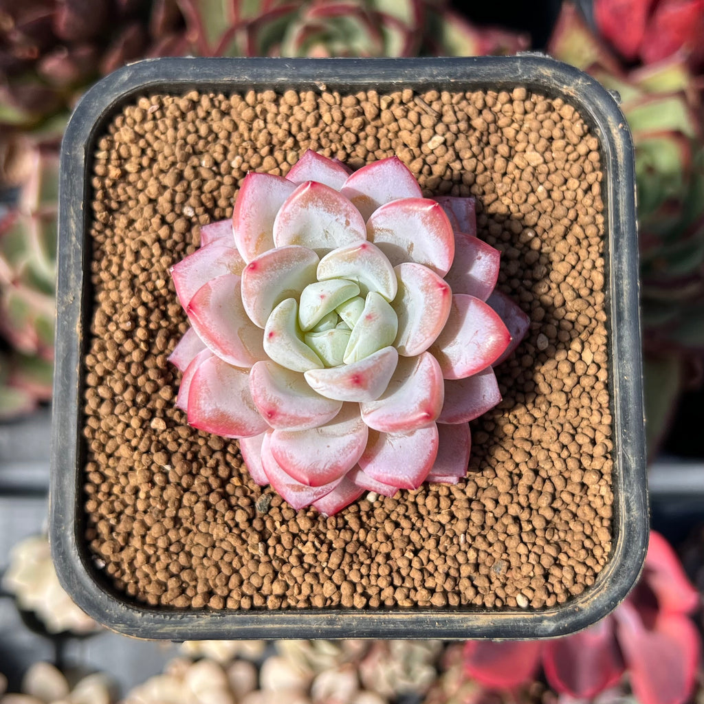 Echeveria 'Werther' 2
