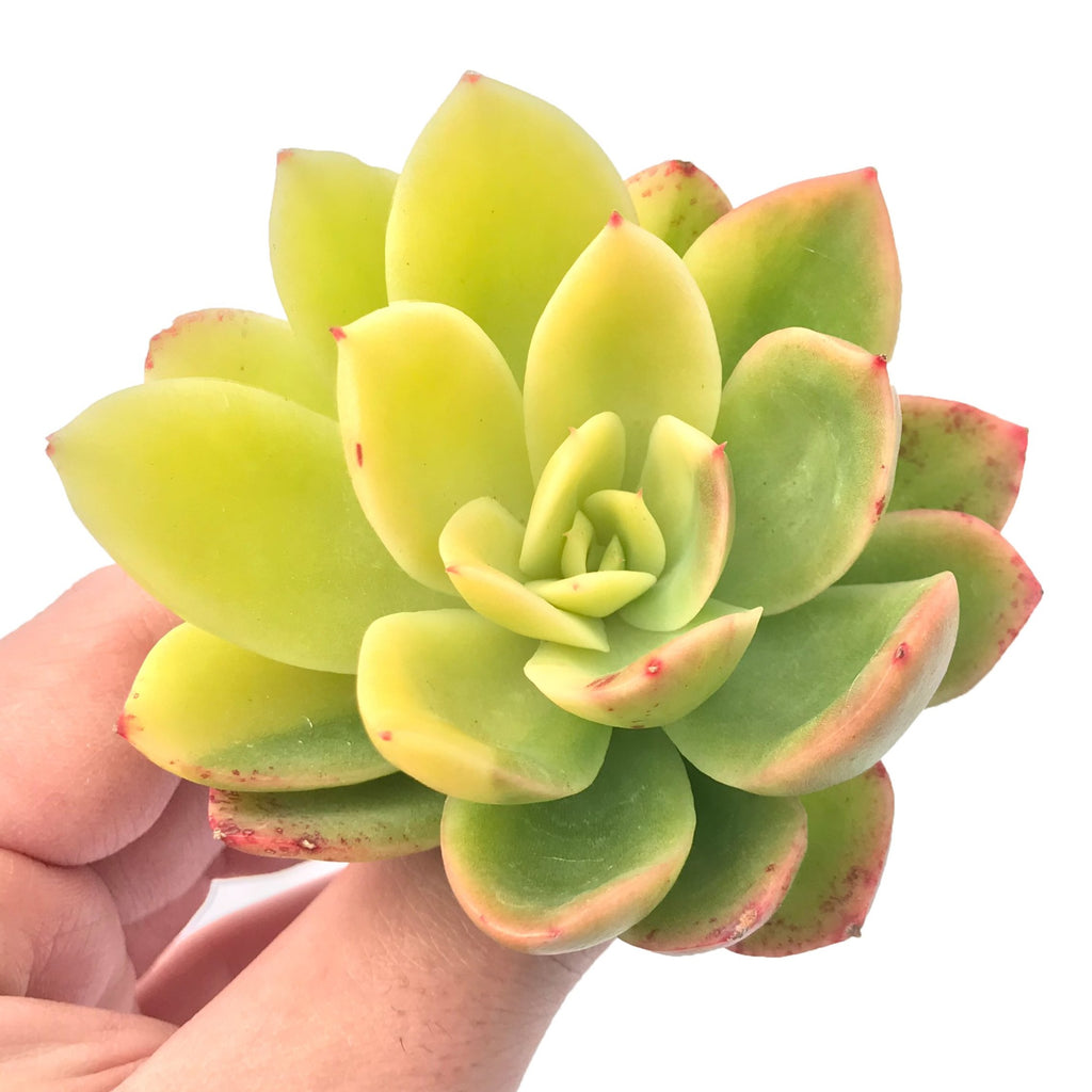 golden glow succulent care Echeveria 'Golden Glow' Variegated 2"-3” Rare Succulent Plant
