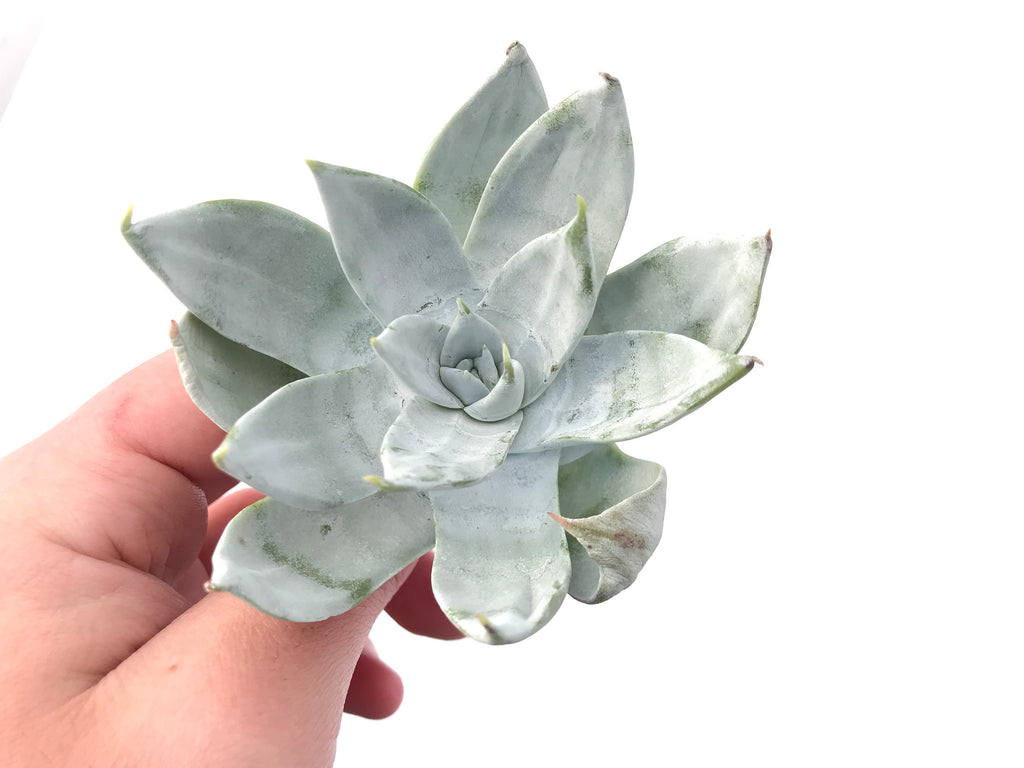 dudleya succulent rare Dudleya Britonii 3" Rare Succulent Plant – True Succulents Plant Co