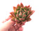 Echeveria Agavoides Prolifera 1"-2" Rare Succulent Plant