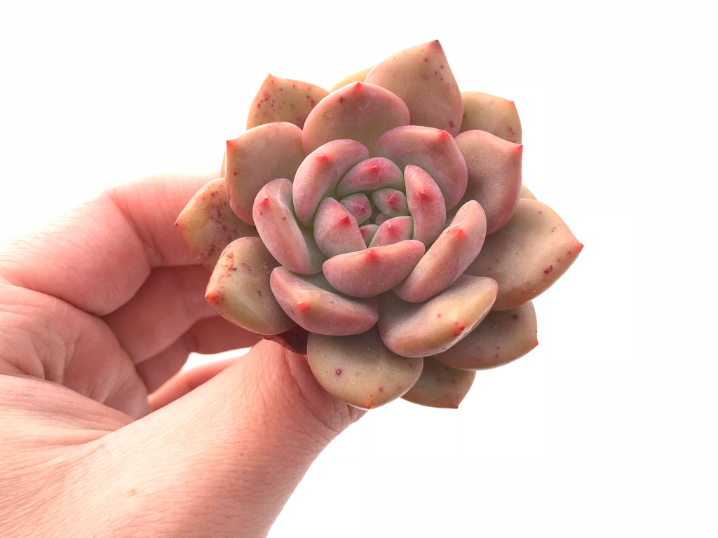 Echeveria Ariel 2