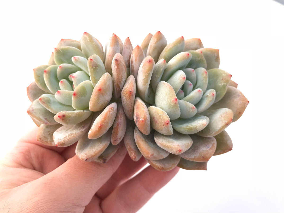 Echeveria Orange Monroe 4" Rare Succulent Plant