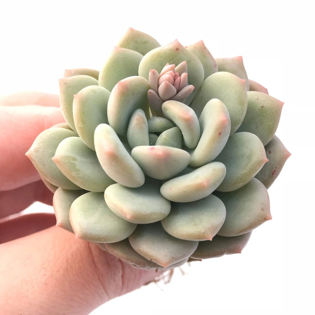 claire succulent Echeveria Ice Cream 2" Rare Succulent Plant