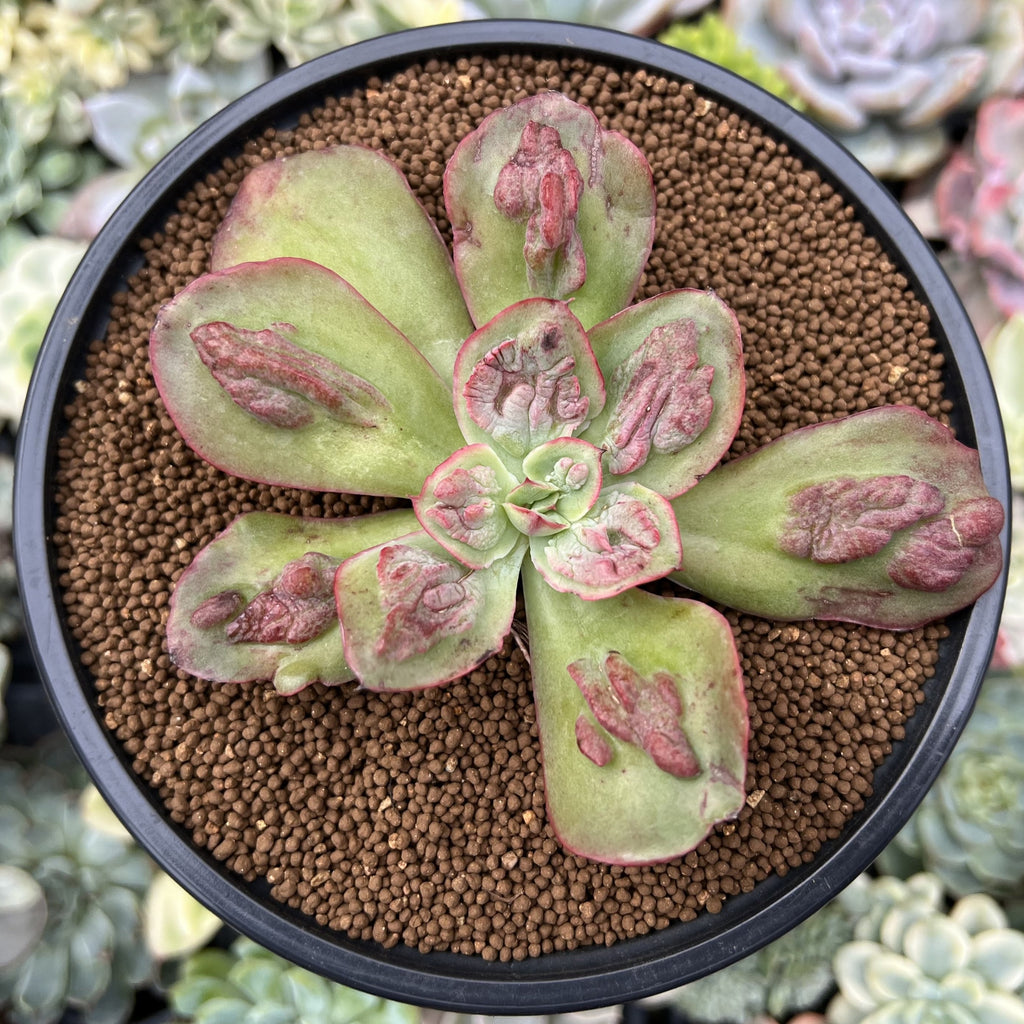 baron bold succulent Echeveria 'Baron Bold' 3" Succulent Plant
