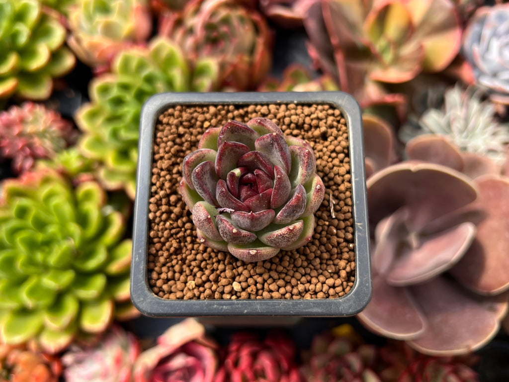 where to buy rose succulents Echeveria 'Black Rose' 1" Succulent Plant