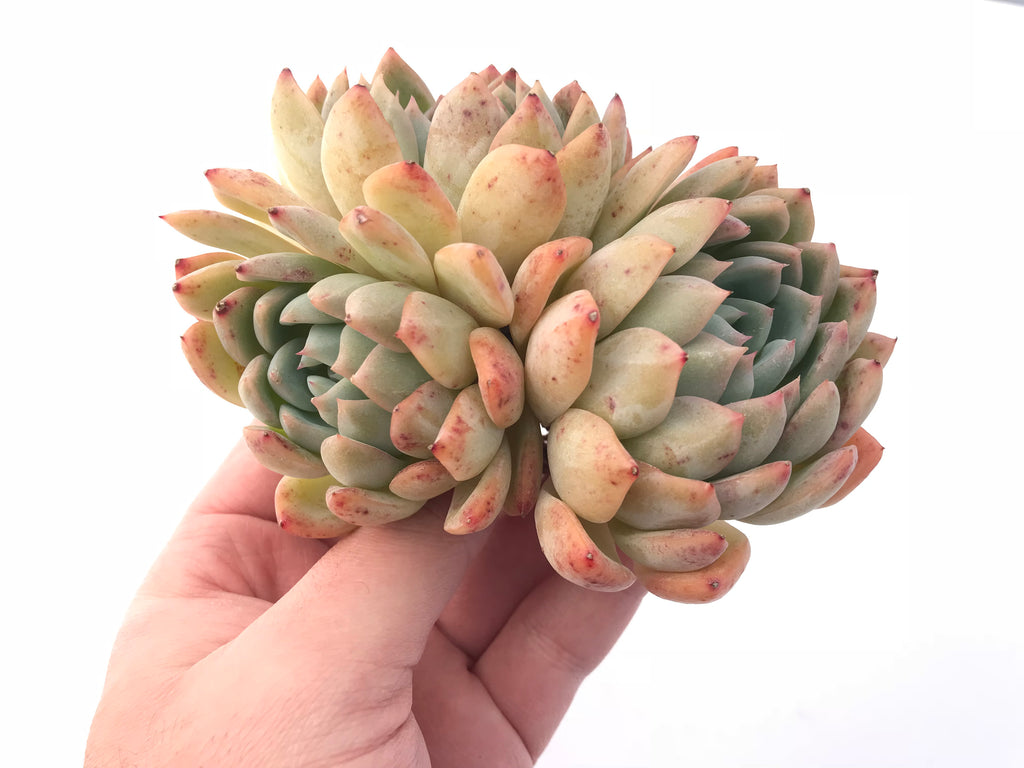 suryeon succulent Echeveria 'Suryeon' Cluster 5” Rare Succulent Plant – True Succulents Plant Co
