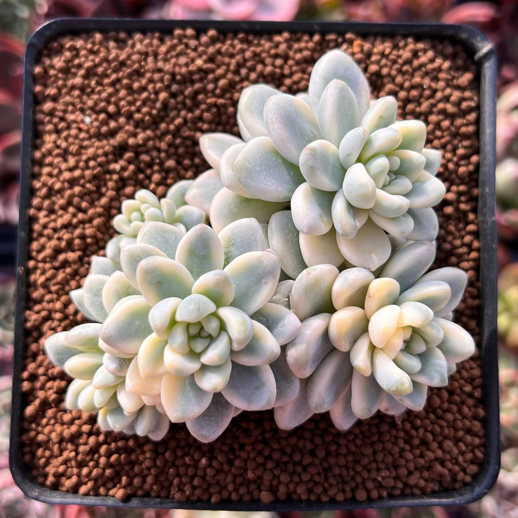 Sedum 'Clavatum' Variegated 2