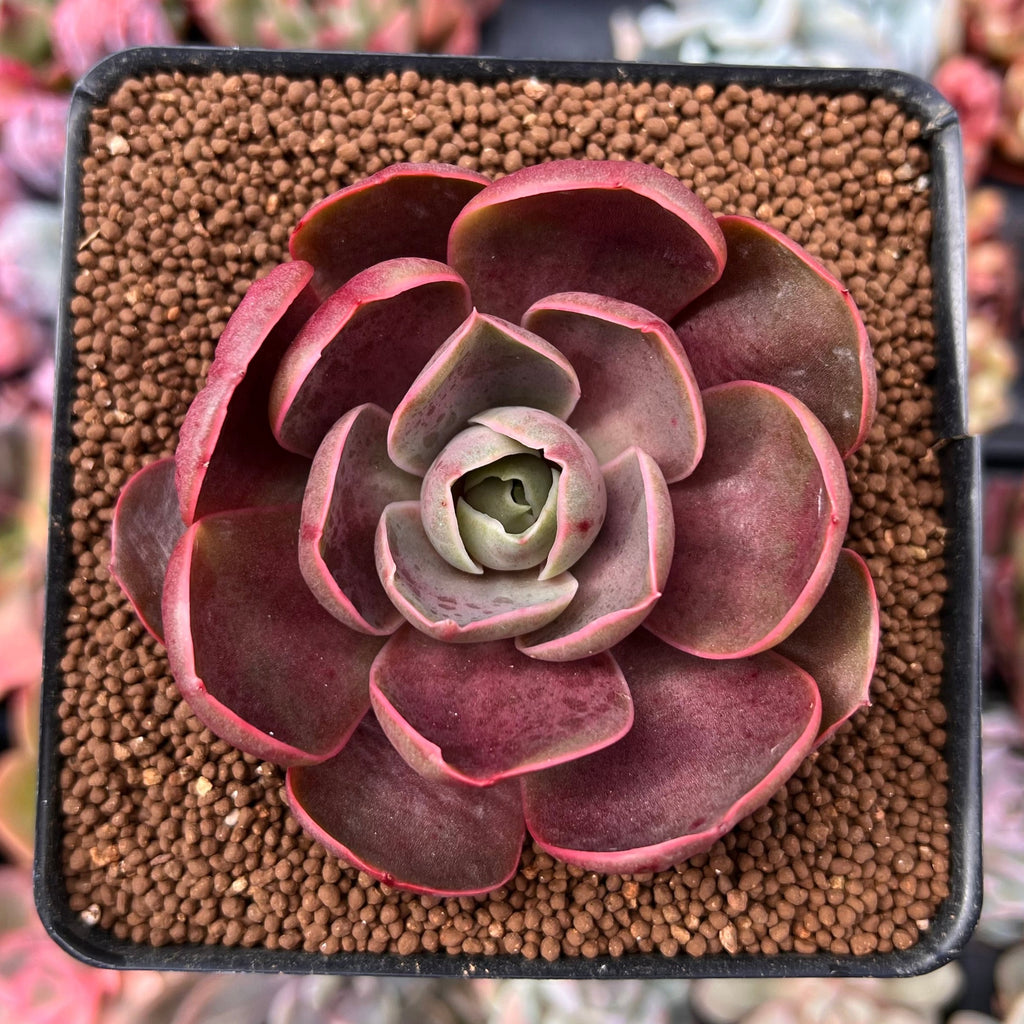 echeveria classic french trnusers サイズ2 echeveria classic french trnusers
