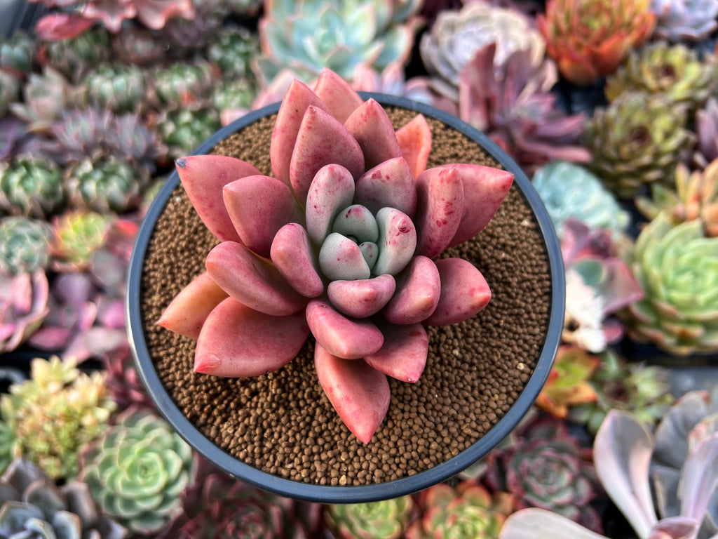 ruby plants succulents Graptoveria 'Ruby Donna' 3" Succulent Plant – True Succulents Plant Co