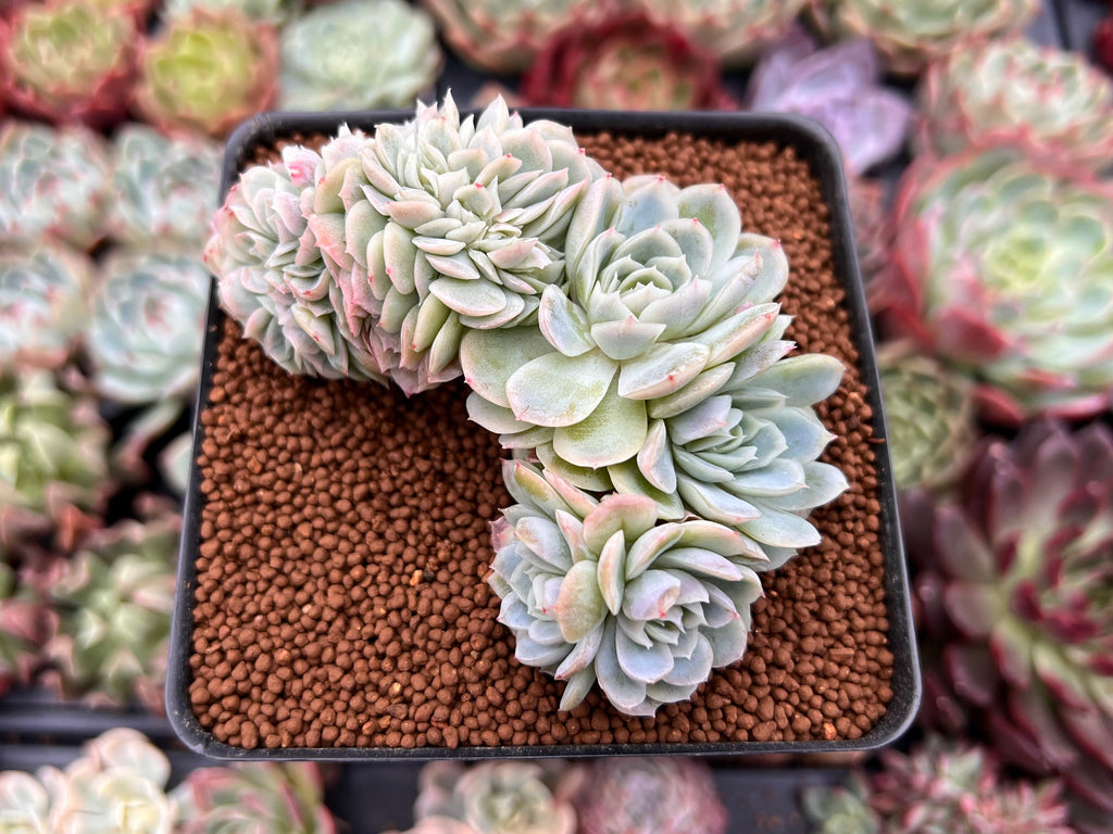 crested nevada succulent Echeveria 'Elegans Potosina' 3