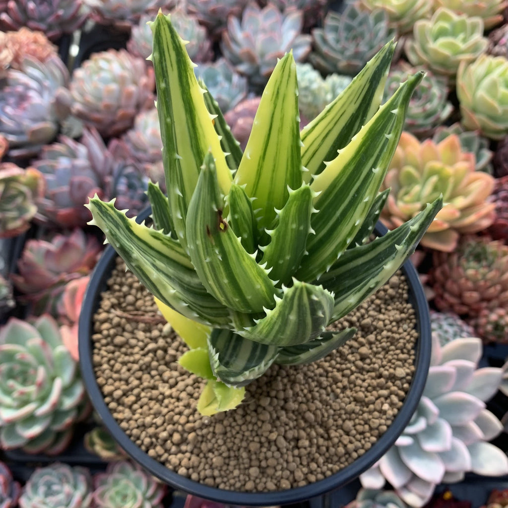 Aloe 'Nobilis' Variegated 5