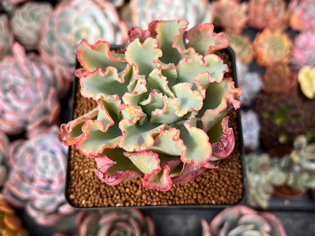 aquarius succulent Echeveria 'Aquarius' 2"-3" Succulent Plant