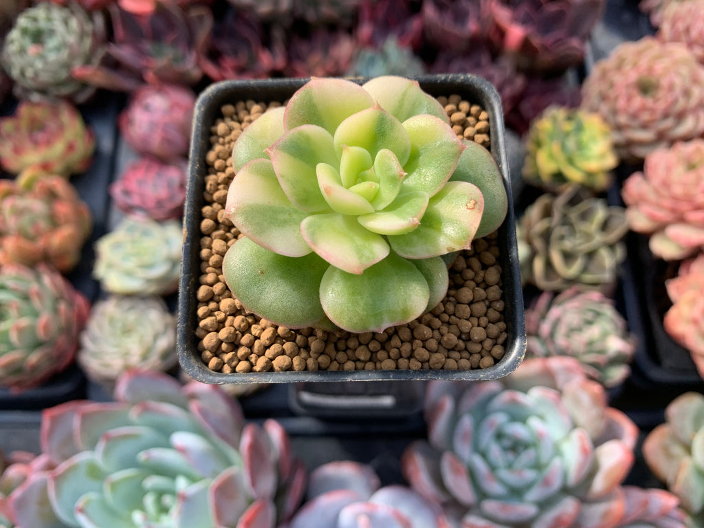 succulents variegated leaves Echeveria 'Nicksana' Variegated 1" Succulent Plant