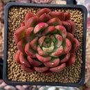 Echeveria Agavoides 'Prolifera' 3" Succulent Plant