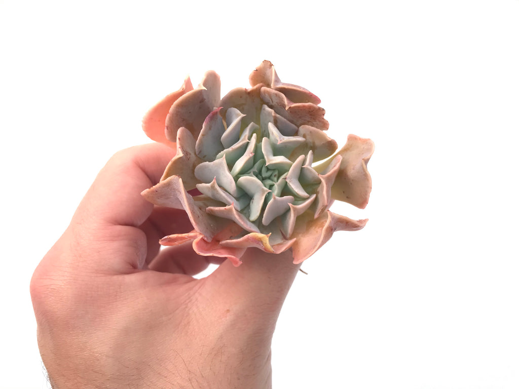 swan lake succulent Echeveria 'Swan Lake' 1"-2" Succulent Plant – True Succulents Plant Co