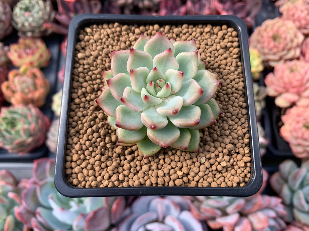 echeveria apus succulent plant Echeveria sp. 2" Succulent Plant – True Succulents Plant Co
