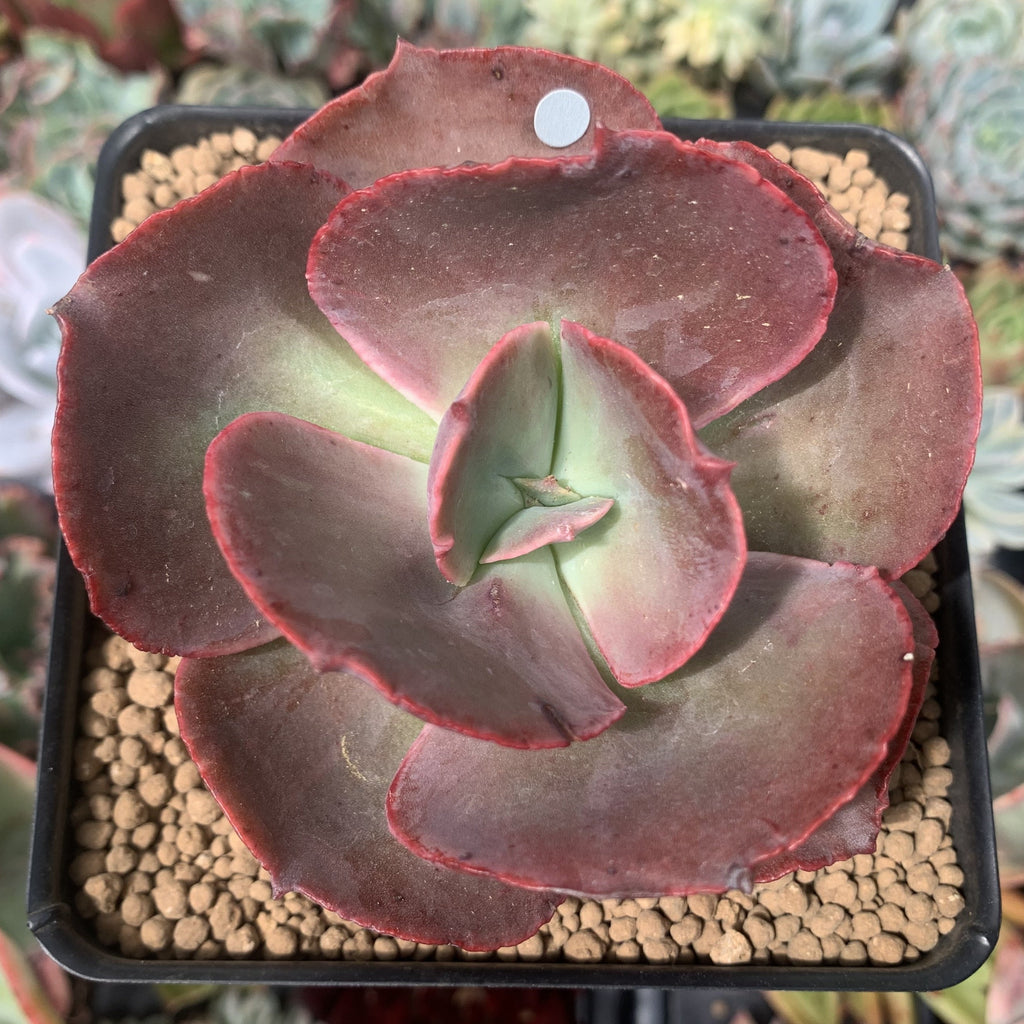 big red succulent Echeveria 'Big Red' Hybrid 3" Succulent Plant – True Succulents Plant Co