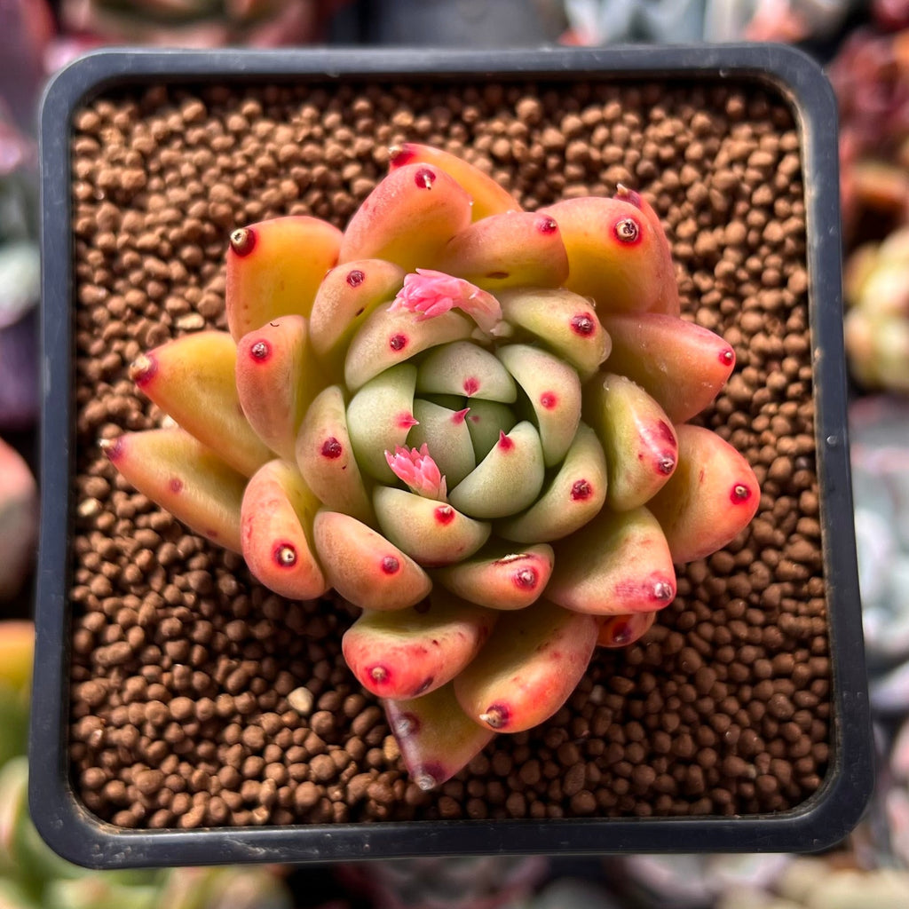 wax succulent Echeveria Agavoides 'Wax' 2" Succulent Plant – True Succulents Plant Co