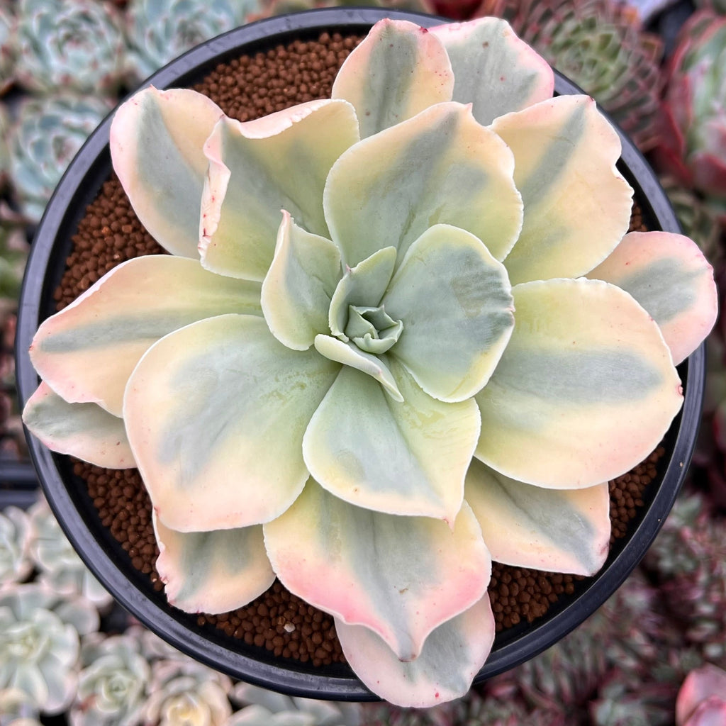 japan moon river succulent Echeveria 'Japan Moon River' Variegated 4