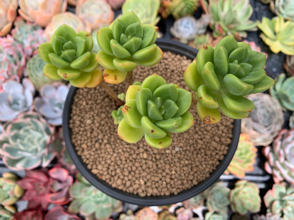 peridot succulent Echeveria 'Peridot' 4" Cluster Succulent Plant