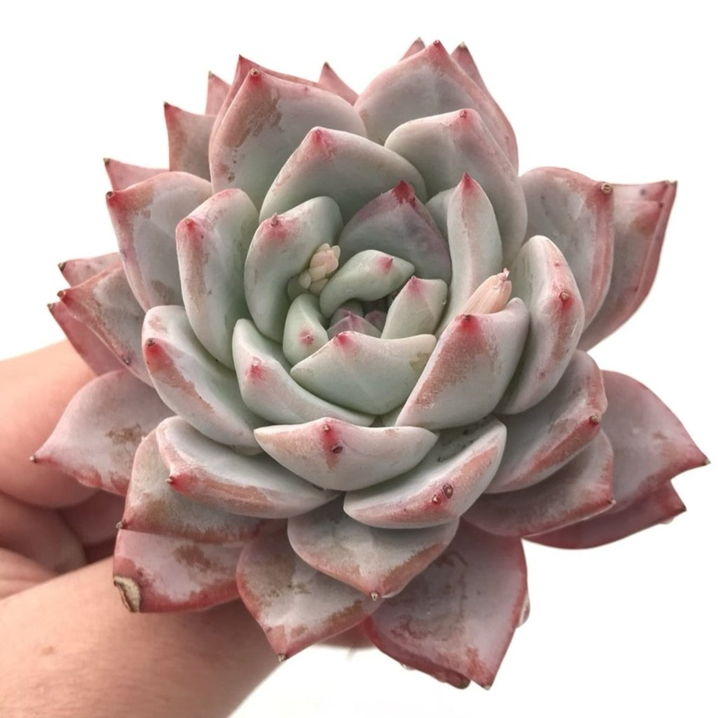 bluebird succulent Echeveria 'Bluebird' 3" Rare Succulent Plant – True Succulents Plant Co