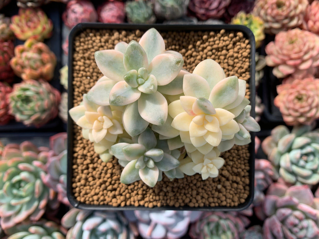 titubans succulent Graptoveria 'Titubans' Variegated 4" Cluster Succulent Plant – True Succulents Plant Co