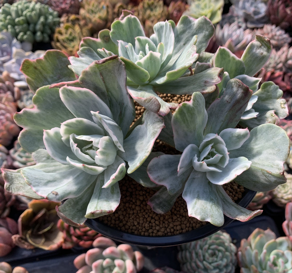 berkeley succulent nursery Echeveria 'Berkeley Light' Variegated 8+ Very Large Cluster Succulent Plant