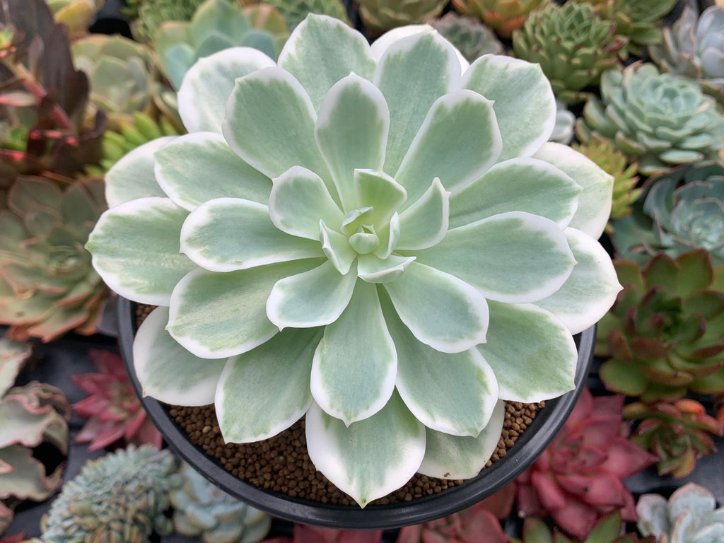 lime gold succulent Echeveria 'Lemon Lime' Variegated Large 6