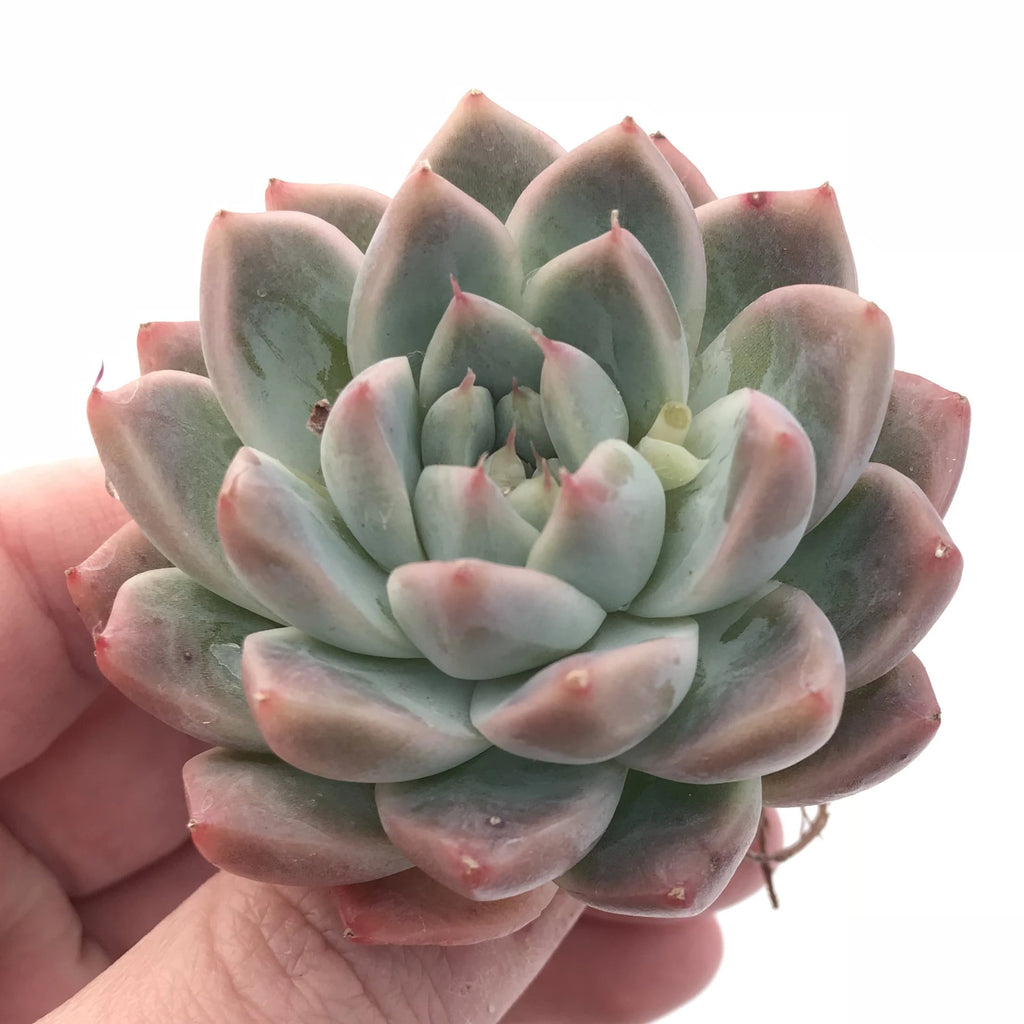 sublime succulents Echeveria Sublime 2” Rare Succulent Plant