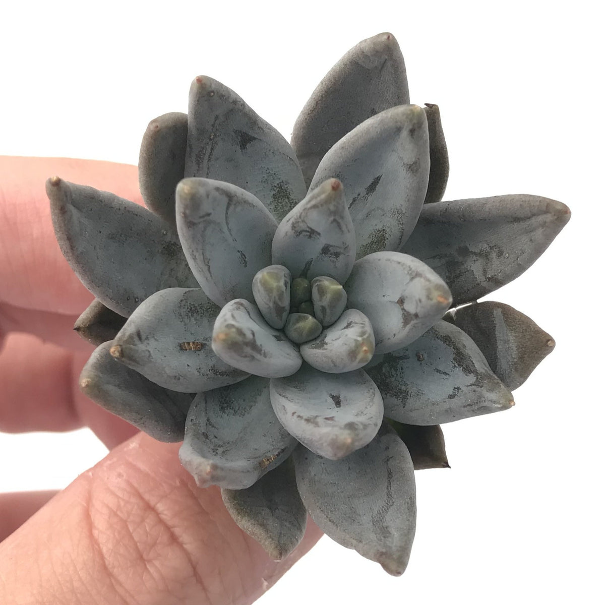 Echeveria 'Unguiculata' 1"-2" Rare Succulent Plant