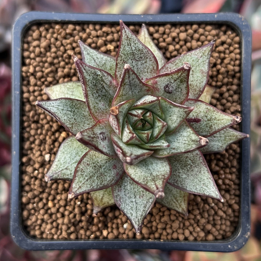 echeveria purpusorum succulent Echeveria 'Purpusorum' White Form 2" Succulent Plant